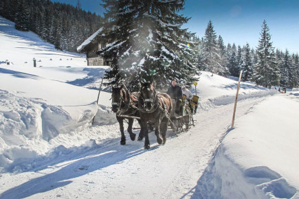 Oberhofalm in Filzmoos - Eindrücke & Impressionen vom Hofalmgebiet