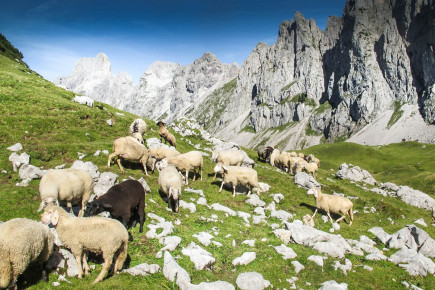 Oberhofalm in Filzmoos - Eindrücke & Impressionen vom Hofalmgebiet