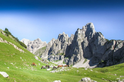 Oberhofalm in Filzmoos - Eindrücke & Impressionen vom Hofalmgebiet