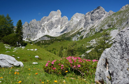 Wandern im Hofalmgebiet rund um die Bischofsmütze - Oberhofalm Filzmoos