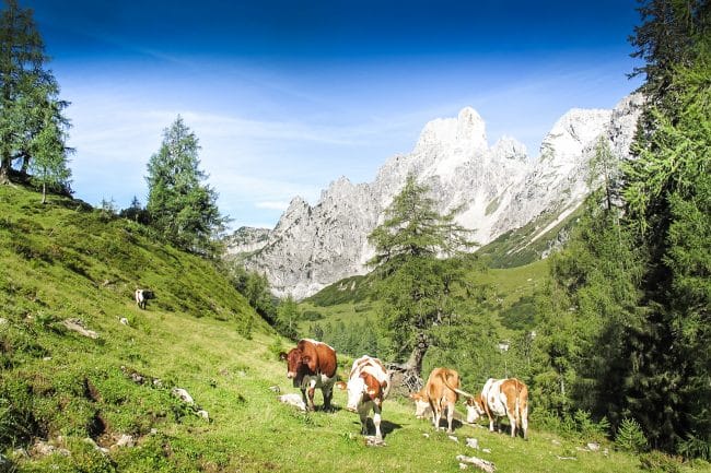 Oberhofalm in Filzmoos - Eindrücke & Impressionen vom Hofalmgebiet